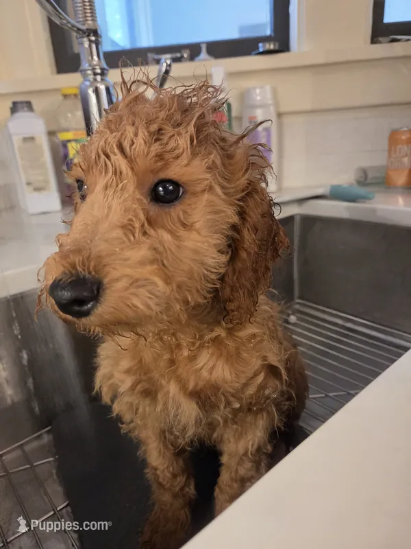 Richard F1b – Miniature Goldendoodle puppy for sale in Grand Rapids, MI