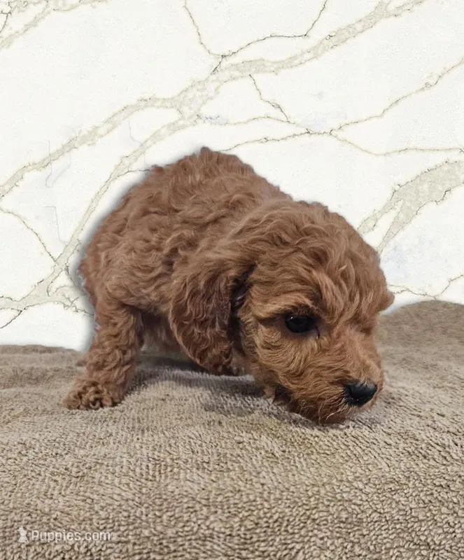 Raya – Miniature Goldendoodle puppy for sale in Grand Rapids, MI