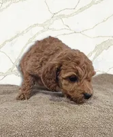 Raya, a female Miniature Goldendoodle for sale in Grand Rapids, MI – Photo 1 of 2