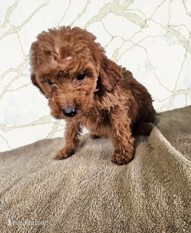 Raya – Miniature Goldendoodle puppy for sale in Grand Rapids, MI