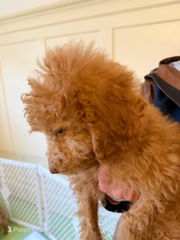 Robert Red – Miniature Goldendoodle puppy for sale in Grand Rapids, MI