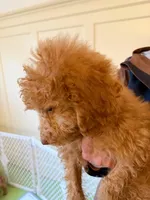 Robert Red, a male Goldendoodle for sale in Grand Rapids, MI – 3 of 4