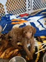 Robert Red, a male Goldendoodle for sale in Grand Rapids, MI – 1 of 4