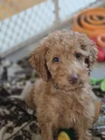 Robert Red, a male Miniature Goldendoodle for sale in Grand Rapids, MI – Photo 3 of 7