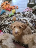 Robert Red, a male Miniature Goldendoodle for sale in Grand Rapids, MI – Photo 2 of 7