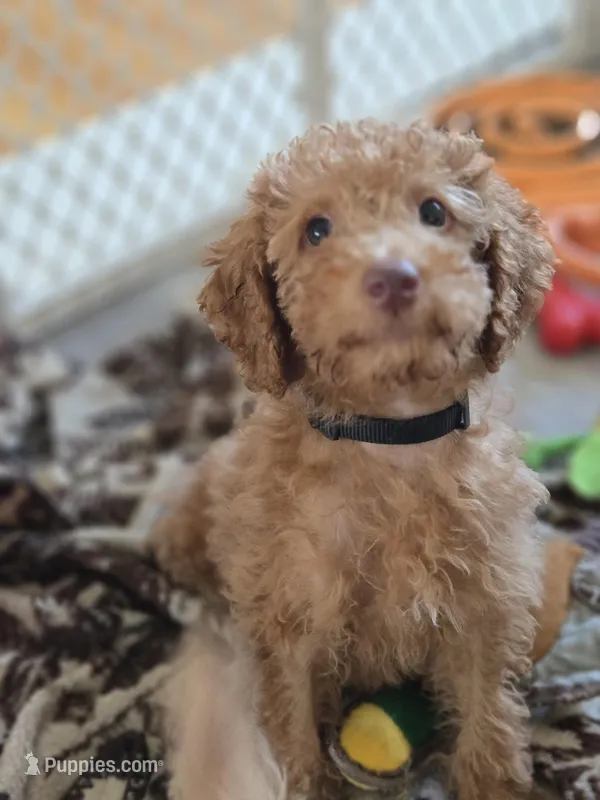 Robert – Miniature Goldendoodle puppy for sale in Grand Rapids, MI