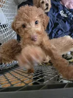 Robert Red, a male Miniature Goldendoodle for sale in Grand Rapids, MI – Photo 7 of 7