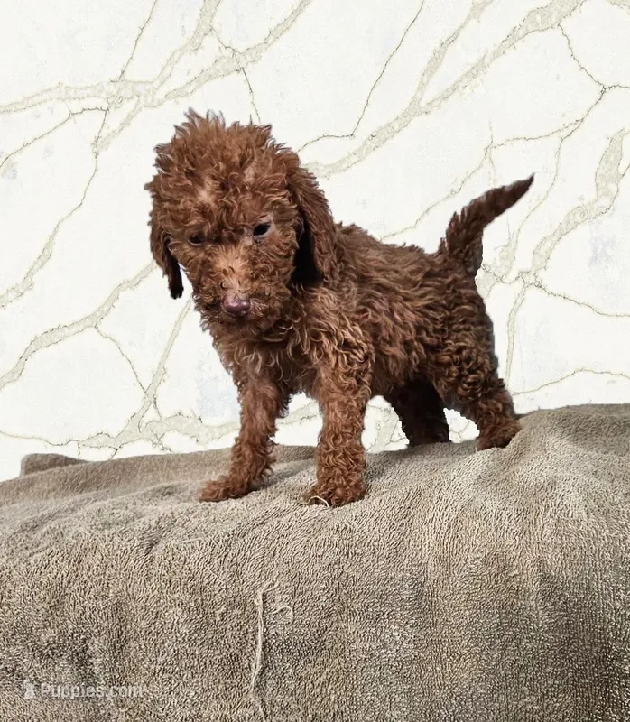 Robert – Miniature Goldendoodle puppy for sale in Grand Rapids, MI