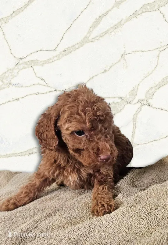 Robert – Miniature Goldendoodle puppy for sale in Grand Rapids, MI