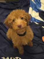 Robert Red, a male Miniature Goldendoodle for sale in Grand Rapids, MI – Photo 5 of 7