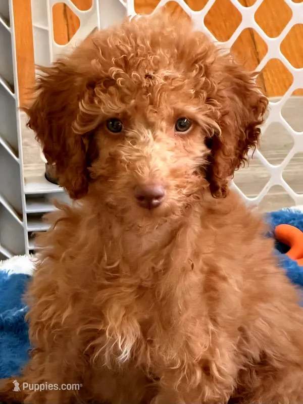 Robert Red – Miniature Goldendoodle puppy for sale in Grand Rapids, MI