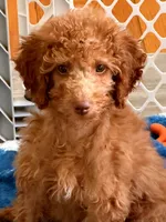 Robert Red, a male Miniature Goldendoodle for sale in Grand Rapids, MI – Photo 1 of 8