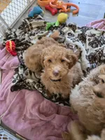 Robert Red, a male Miniature Goldendoodle for sale in Grand Rapids, MI – Photo 6 of 7