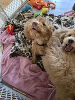 Robert Red, a male Miniature Goldendoodle for sale in Grand Rapids, MI – Photo 4 of 7