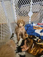 Robert Red, a male Goldendoodle for sale in Grand Rapids, MI – 2 of 4