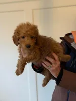 Richard F1b, a male Miniature Goldendoodle for sale in Grand Rapids, MI – 5 of 6