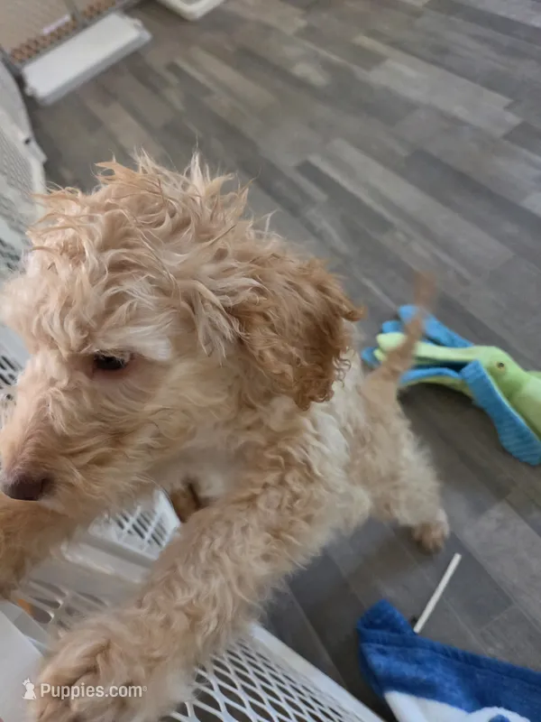 Remmy F1b – Goldendoodle puppy for sale in Grand Rapids, MI