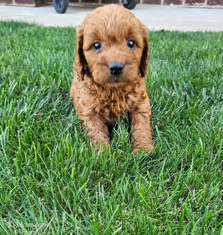 Tilly – Miniature Goldendoodle puppy for sale in Grand Rapids, MI