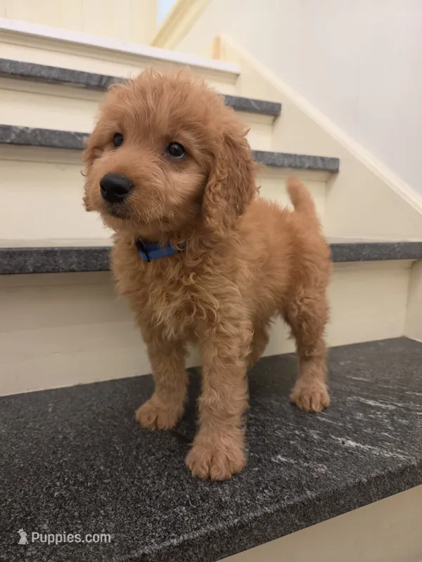 Theo – Miniature Goldendoodle puppy for sale in Grand Rapids, MI