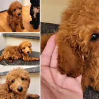 Richard Red, a male Miniature Goldendoodle for sale in Grand Rapids, MI – Photo 3 of 10