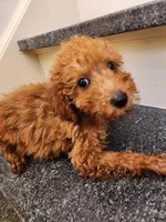 Richard Red, a male Miniature Goldendoodle for sale in Grand Rapids, MI – Photo 7 of 10