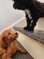 Richard Red, a male Miniature Goldendoodle for sale in Grand Rapids, MI – Photo 4 of 10