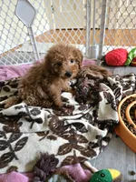Richard Red, a male Miniature Goldendoodle for sale in Grand Rapids, MI – Photo 10 of 10