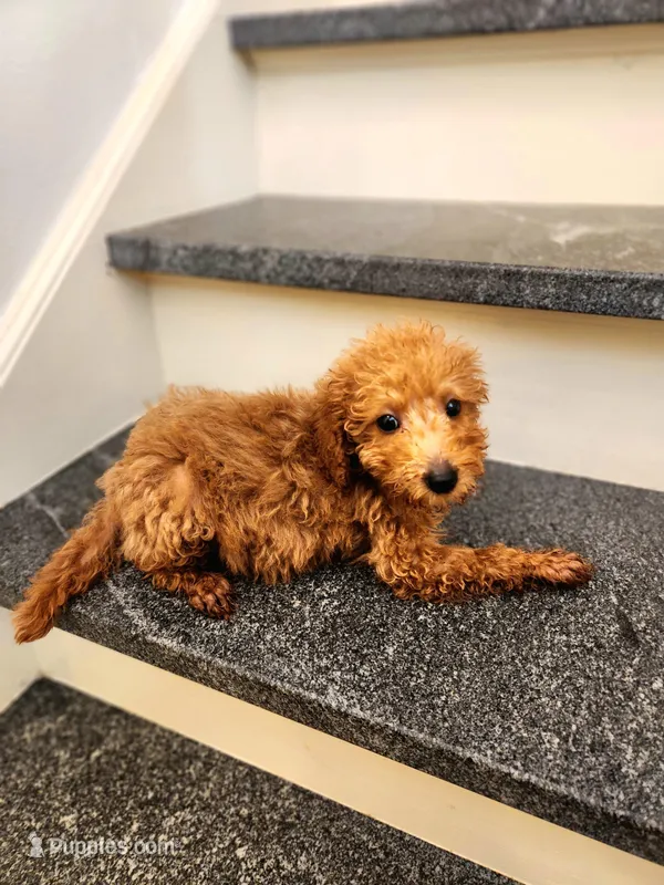 Richard Red – Miniature Goldendoodle puppy for sale in Grand Rapids, MI