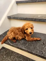Richard Red, a male Miniature Goldendoodle for sale in Grand Rapids, MI – Photo 1 of 10