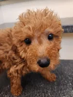 Richard, a male Miniature Goldendoodle for sale in Grand Rapids, MI – Photo 3 of 4