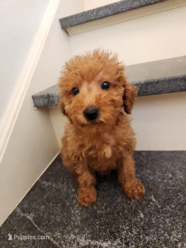 Richard – Miniature Goldendoodle puppy for sale in Grand Rapids, MI