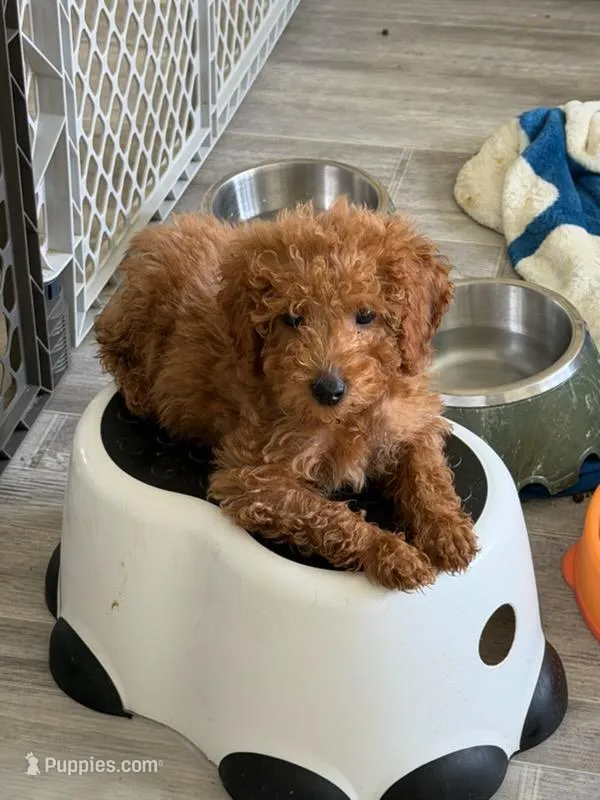 Richard Red – Miniature Goldendoodle puppy for sale in Grand Rapids, MI