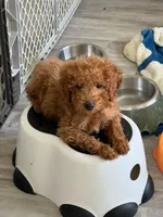 Richard Red, a male Miniature Goldendoodle for sale in Grand Rapids, MI – Photo 1 of 9