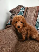Richard Red, a male Miniature Goldendoodle for sale in Grand Rapids, MI – Photo 6 of 10