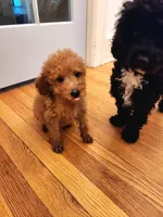 Richard Red, a male Miniature Goldendoodle for sale in Grand Rapids, MI – Photo 2 of 10