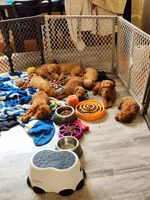 Richard, a male Miniature Goldendoodle for sale in Grand Rapids, MI – Photo 4 of 4