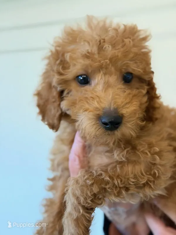 Richard Red – Miniature Goldendoodle puppy for sale in Grand Rapids, MI