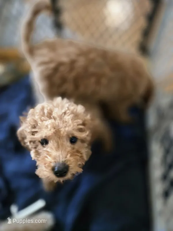 Richard – Miniature Goldendoodle puppy for sale in Grand Rapids, MI