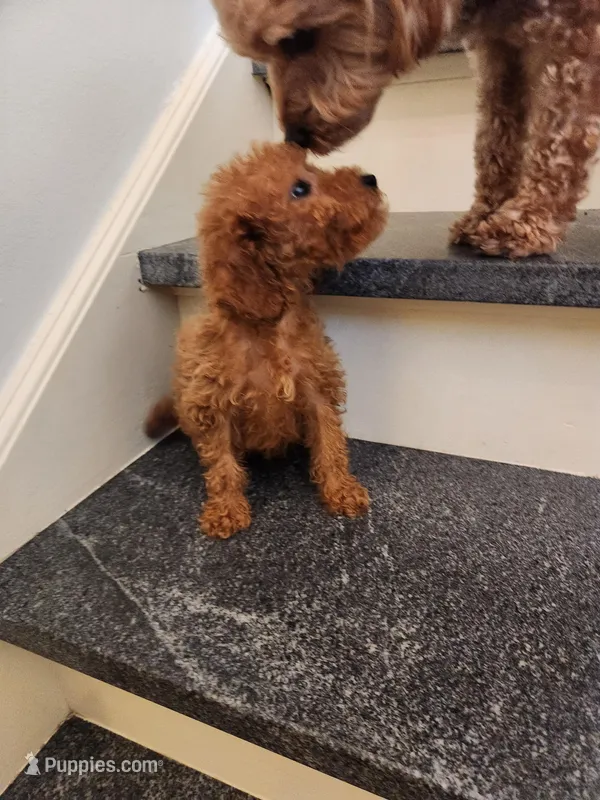 Richard – Miniature Goldendoodle puppy for sale in Grand Rapids, MI