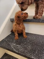 Richard, a male Miniature Goldendoodle for sale in Grand Rapids, MI – Photo 1 of 4