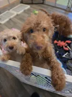 Robert, a male Goldendoodle for sale in Grand Rapids, MI – 7 of 8