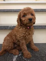 Teagan, a female Goldendoodle for sale in Grand Rapids, MI – 6 of 9
