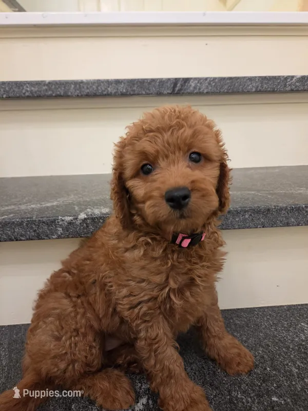 Teagan – Goldendoodle puppy for sale in Grand Rapids, MI