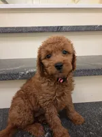 Teagan, a female Goldendoodle for sale in Grand Rapids, MI – 2 of 9