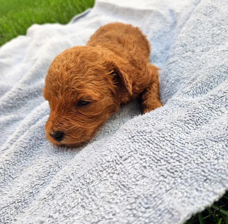 Tilly – Miniature Goldendoodle puppy for sale in Grand Rapids, MI