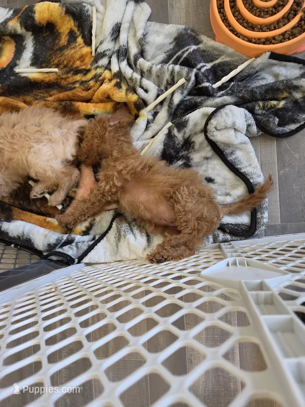 Richard Red – Miniature Goldendoodle puppy for sale in Grand Rapids, MI
