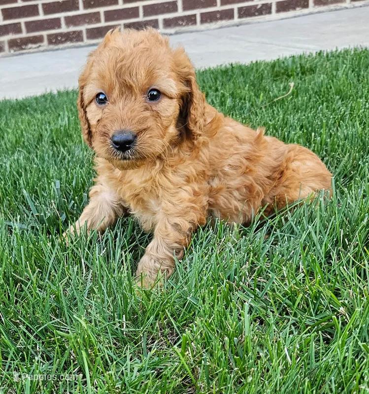Teagan – Miniature Goldendoodle puppy for sale in Grand Rapids, MI