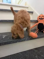 Taylor F1, a female Miniature Goldendoodle for sale in Grand Rapids, MI – 4 of 9