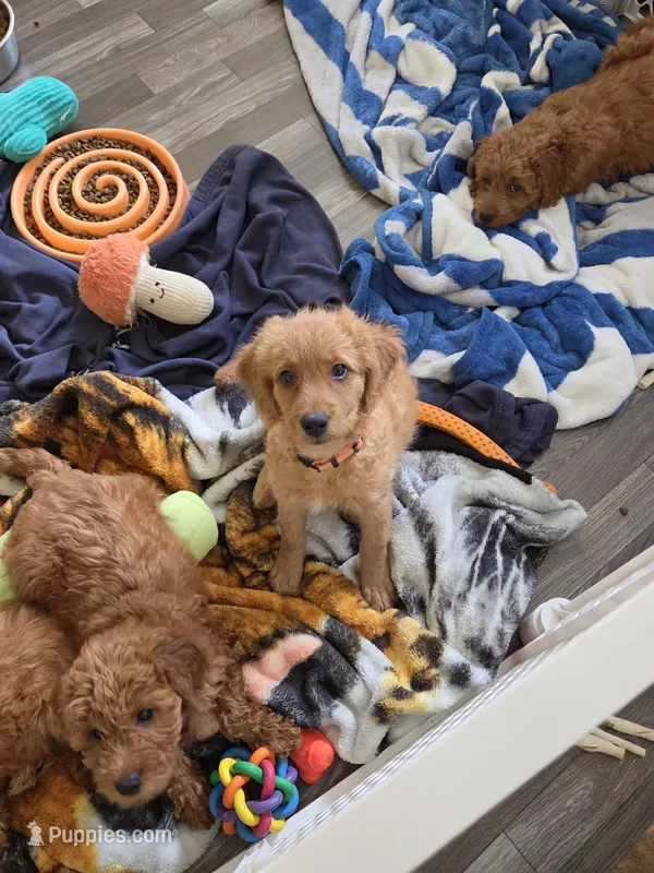 Trinity – Miniature Goldendoodle puppy for sale in Grand Rapids, MI