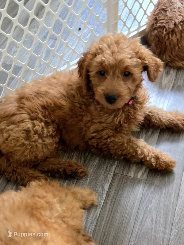 Teagan – Goldendoodle puppy for sale in Grand Rapids, MI